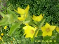JD500157.webp