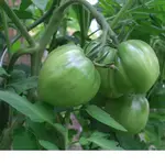 CIMG1420.webp