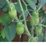 CIMG1422.webp
