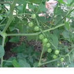 CIMG1425.webp