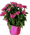 Blumentopf.gif