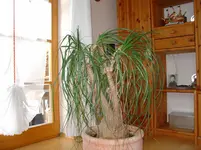 Elefantenfuss 07-09 002.webp