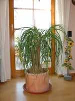 Elefantenfuss 001.webp