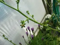 DSC00415.webp