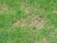 detail.webp
