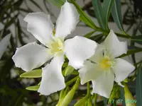 PICT4438.webp