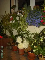PICT3872.webp