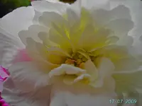 PICT4448.webp
