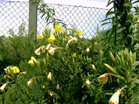 PDR_0006.webp