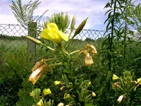 PDR_0007.webp