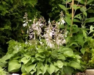 REH 2009-07-14-02.webp