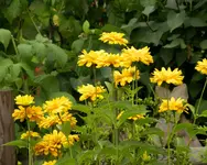 REH 2009-07-14-07.webp