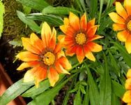 REH 2009-07-14-08.webp