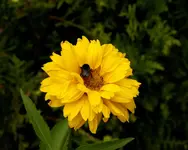 REH 2009-07-14-17.webp