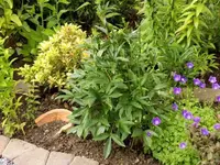 REH 2009-07-14-18.webp