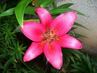 Lilie pink.webp