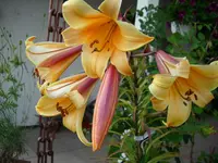 Trompeten L.webp