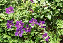 IMGP2621 2009-07-18 clematis.webp