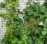 IMGP2616 wein brombeeren 2009-07-18.webp