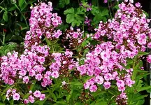 IMGP2580 rosa phlox.webp