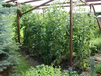 DSCI0042_19-07-2009.webp