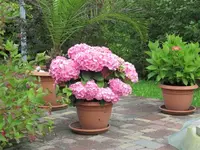 19.07.2009 015.webp