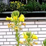 IMGP2578 nachtkerzen hornveilchen.webp