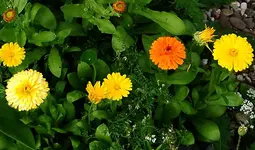 IMGP2579 ringelblumen.webp