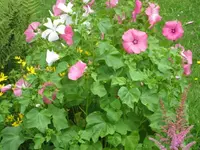 19.07.2009 017.webp