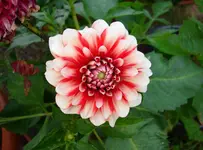 Dahlie.webp
