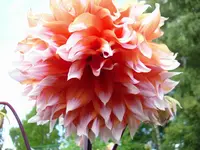 Dahlie gr.webp