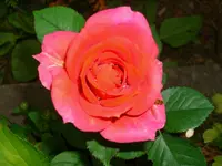 Rose kl..webp