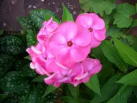 Phlox.webp