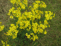 IMG_2087.webp
