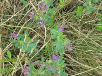 IMG_2092.webp