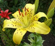 SA500365.webp