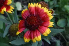 Img_0681klein.webp