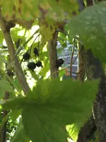 garten 09 008.webp