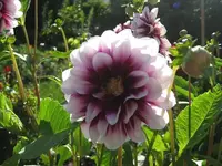 garten 09 017.webp