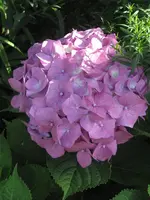 garten 09 018.webp