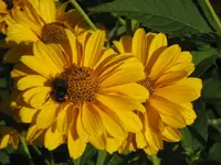 garten 09 019.webp