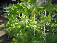 garten 09 024.webp