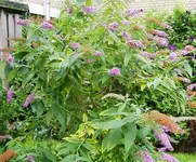 IMGP2622 sommerflieder hinten.webp