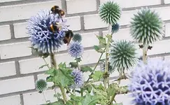 IMGP2629 blaue kugeldisteln.webp