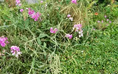 IMGP2632 wicken vorn.webp