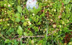 IMGP2636 cranberries.webp