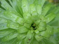 Fruehling 2008 216 v.webp