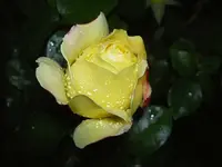 macro 050 v.webp