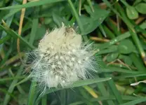 Winter 2009 550 v.webp