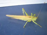 20090720_8969.webp